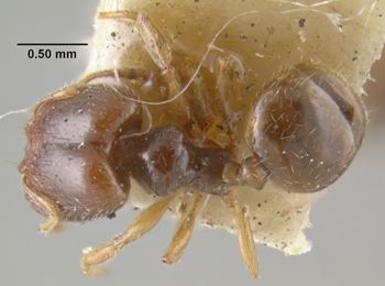 Media type: image;   Entomology 20678 Aspect: habitus dorsal view